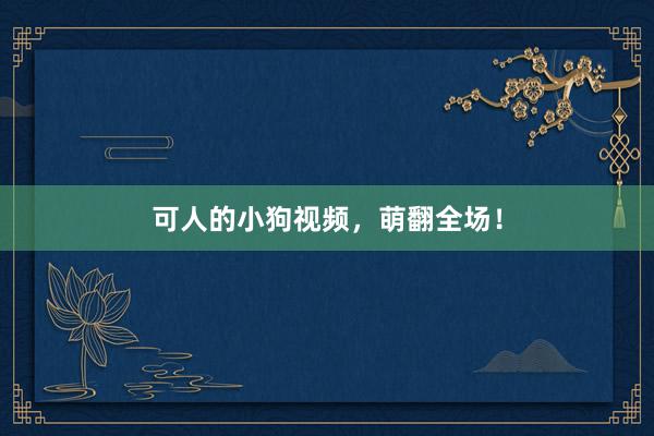可人的小狗视频，萌翻全场！