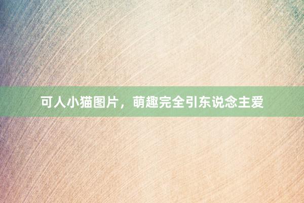 可人小猫图片,萌趣完全引东说念主爱